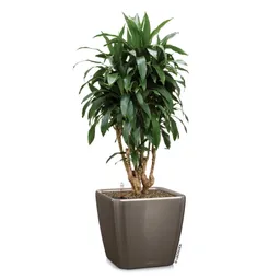 Lechuza® Lechuza® 'Quadro LS 43', taupe, ca. 43 x 43 x H 40 cm – Produktbild 1 von 1