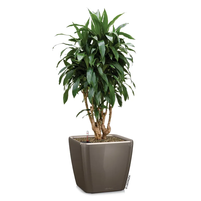 Lechuza® Lechuza® 'Quadro LS 43', taupe, ca. 43 x 43 x H 40 cm, Braungrau, – Produktbild 1 von 1