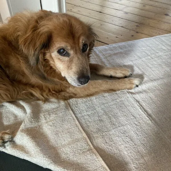 mio eco mio eco Hochwertiges Hunde Handtuch klein aus Retoure-Handtüchern zero waste – Produktbild 1 von 4