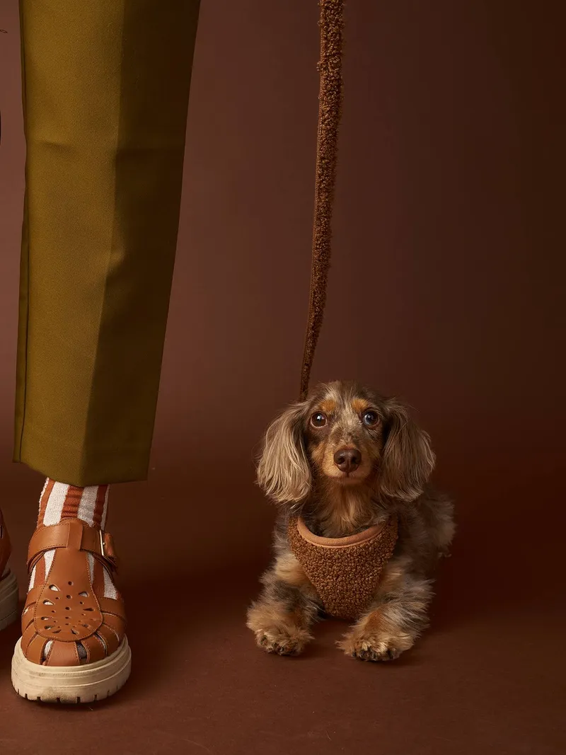 Vertbaudet 4-teiliges Gassi-Set für Hunde mit Hundegeschirr, Schokolade, – Produktbild 5 von 7
