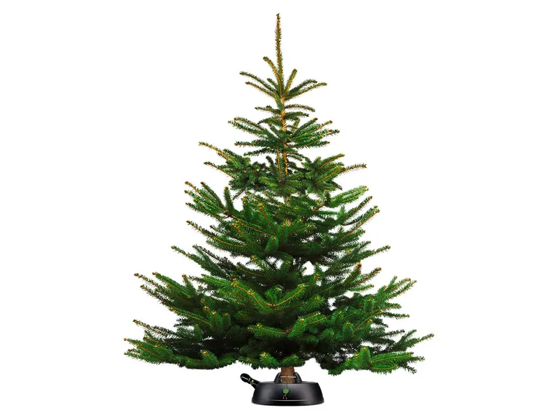 Bio-Nordmanntanne ca. 160-180 cm – Produktbild 2 von 2