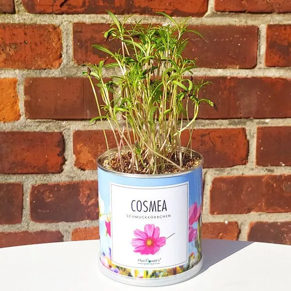 MacFlowers MacFlowers Echte Schmuckkörbchen - Cosmea Mix in der Dose – Produktbild 2 von 2