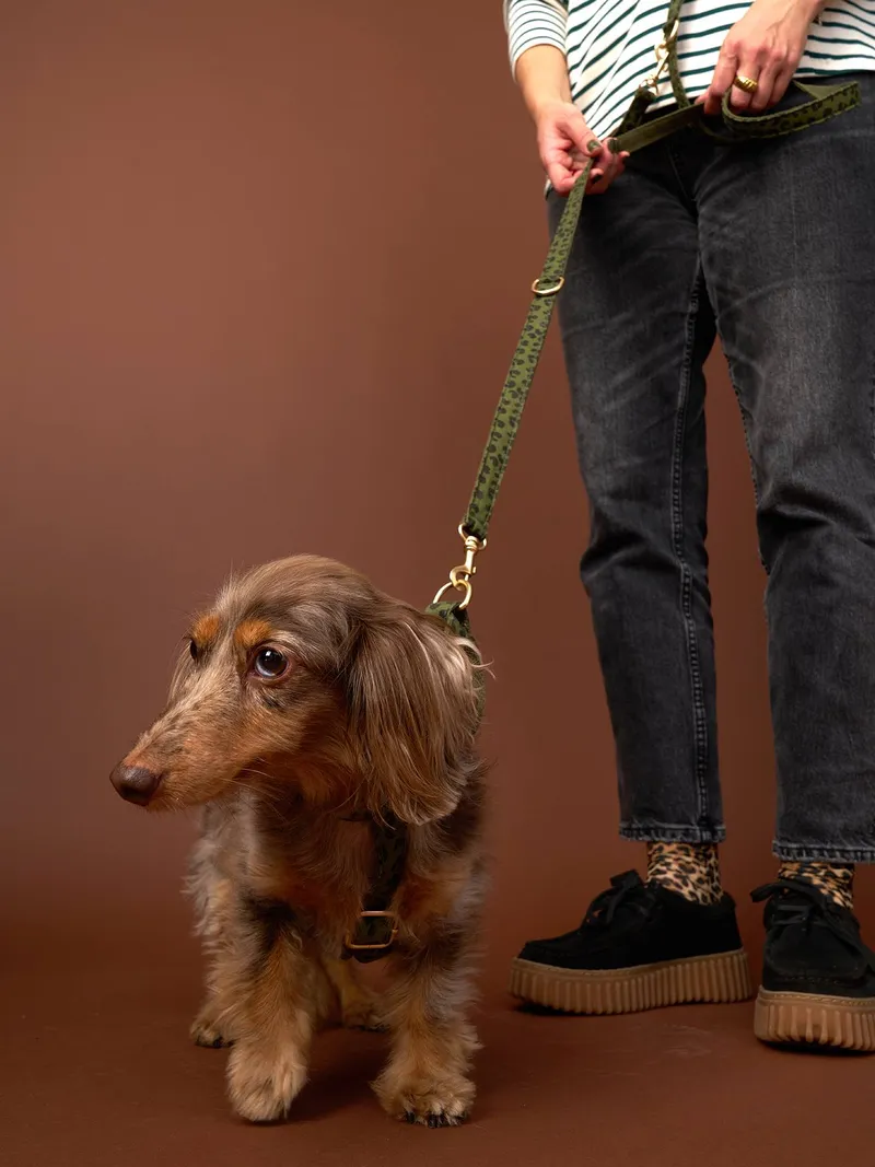 Vertbaudet 4-teiliges Gassi-Set für Hunde mit Hundegeschirr, Khaki, – Produktbild 6 von 7