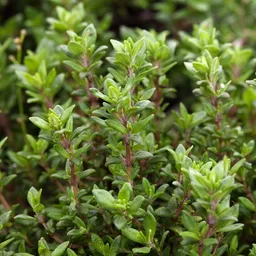Kölle Bio Kölle Bio Bio Thymian, Topf-Ø 12cm – Produktbild 1 von 1
