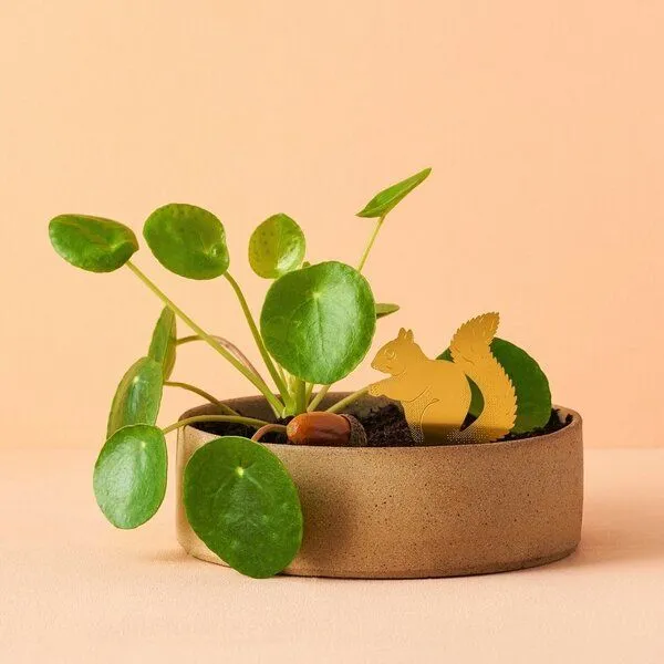 another studio another studio Plant Animal - Design Pflanzendekoration - Figuren aus Messing, Eichhörnchen, – Produktbild 1 von 4