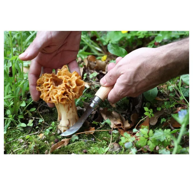 OPINEL OPINEL Pilzmesser mit Wildschweinborsten, Nr. 08, Buche, rostfrei – Produktbild 3 von 5