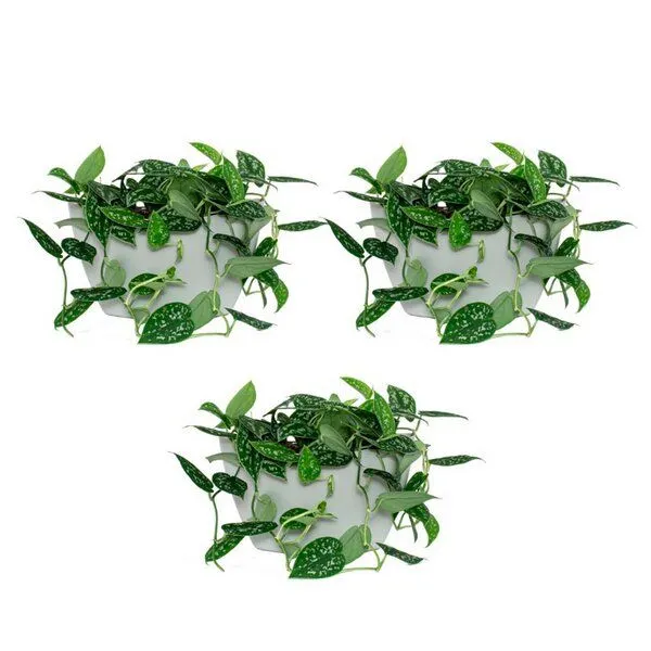 CitySens CitySens 3er-Pack Wand-Blumentopf mit automatischer Bewässerung, Grs, – Produktbild 4 von 4