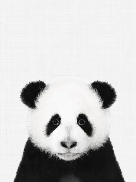 Photocircle Photocircle Poster / Leinwandbild - Panda (Black and White) – Produktbild 1 von 4