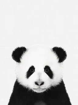 Photocircle Photocircle Poster / Leinwandbild - Panda (Black and White) – Produktbild 1 von 1
