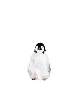 Photocircle Photocircle Poster / Leinwandbild - Sea Life - Penguin – Produktbild 1 von 1