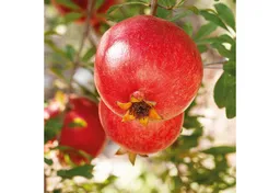 Weleda Weleda Granatapfel Regenerations-Öl 100 ml – Produktbild 1 von 1