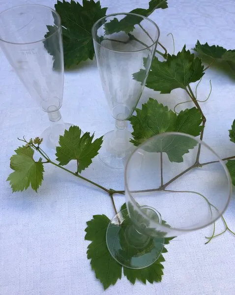 ingegerd ingegerd Einweg Sektgläser aus kompostierbarem PLA – Produktbild 3 von 4
