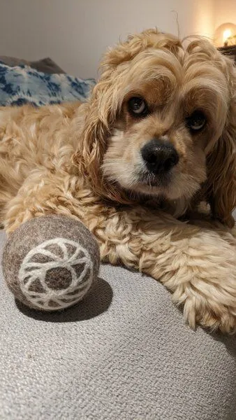 Wooliie Wooliie Hunde-Spielset aus 100 % naturbelassener Schurwolle (3er-Bundle) - Rope Ball & Rattle Ball – Produktbild 4 von 4