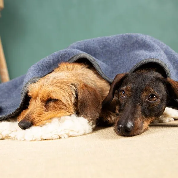 nahtur-design nahtur-design Hundedecke | 100% Schurwolle | natürliche Wärme, Blau_01, – Produktbild 1 von 4