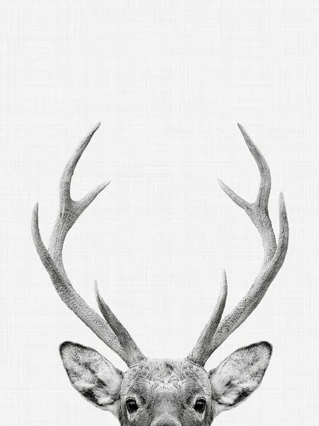 Photocircle Photocircle Poster / Leinwandbild - Deer – Produktbild 5 von 8