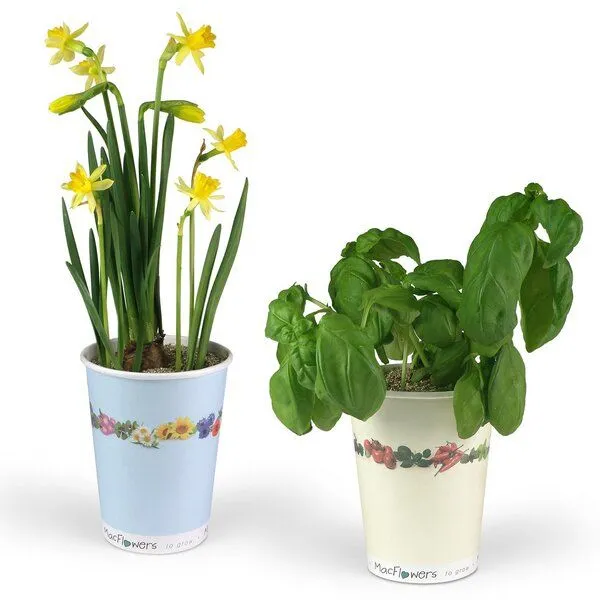 MacFlowers MacFlowers Blumen im Becher TO GROW - Gänseblümchen – Produktbild 2 von 3