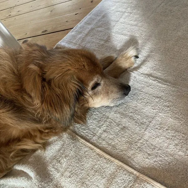 mio eco mio eco Hochwertiges Hunde Handtuch groß aus Retoure-Handtüchern zero waste – Produktbild 2 von 4