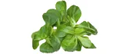 Italien Italien Feldsalat – Produktbild 1 von 1
