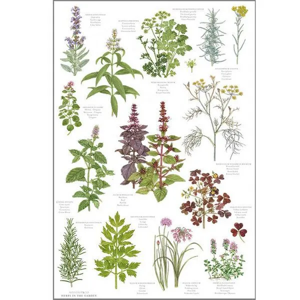 Koustrup Koustrup Gartenmotiv-Geschirrtücher aus 100% Bio-Baumwolle, 48 x 70 cm, Herbs, – Produktbild 2 von 3