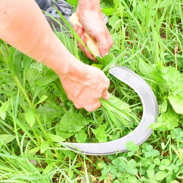 4betterdays 4betterdays Mondsichel für Linkshänder mit 14 cm Eschenstiel Handgeschmiedet – Produktbild 2 von 4