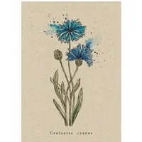 matabooks Postkarte Kornblume – Produktbild 1 von 1