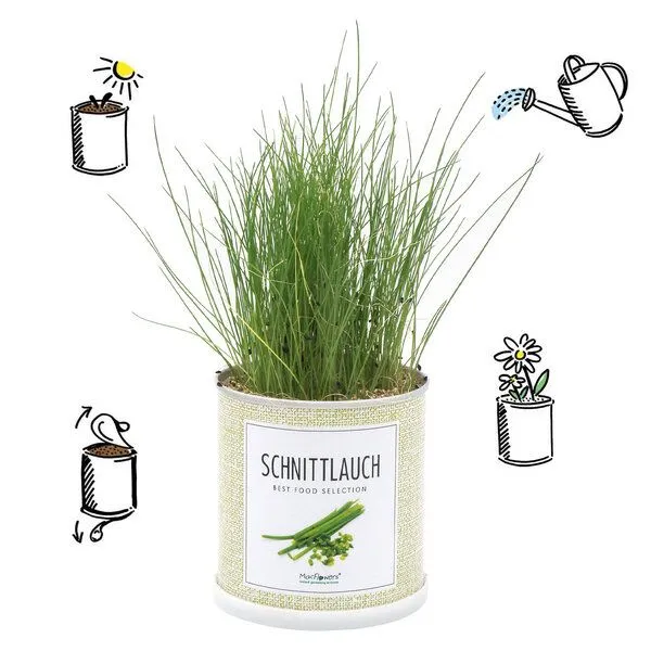 MacFlowers MacFlowers Echter Schnittlauch - Allium schoenoprasum in der Dose – Produktbild 2 von 3