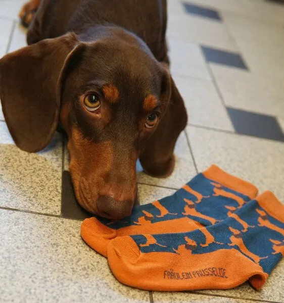 Fräulein Prusselise Fräulein Prusselise Dackel Socke Sausagedog blau orange bunt gemustert – Produktbild 3 von 3