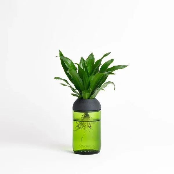 CitySens CitySens Transparenter Pflanztopf (Mit Pflanze), Ebenholz / grün, – Produktbild 1 von 4