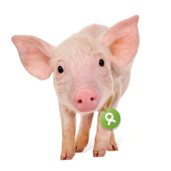 OxfamUnverpackt OxfamUnverpackt Spenden-Geschenk "Ferkel" (Grußkarte mit Magnet) – Produktbild 1 von 2