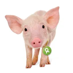 OxfamUnverpackt OxfamUnverpackt Spenden-Geschenk "Ferkel" (Grußkarte mit Magnet) – Produktbild 1 von 1