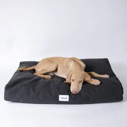 Caruso Conscious Pet Supply Caruso Conscious Pet Supply Hundebett - Easy Clean Schwarz - aus Upcycling- und Recyclingmaterial - mit wasserabperlendem Bezug – Produktbild 1 von 1