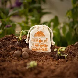 Die Stadtgärtner Die Stadtgärtner 8 niedrig wachsende Samenbomben | Ideal für Blumentöpfe & Balkonkästen – Produktbild 1 von 1