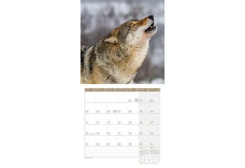 Ackermann Wandkalender Wölfe Kalender 2027 - 30x30 - Art12 – Produktbild 2 von 3