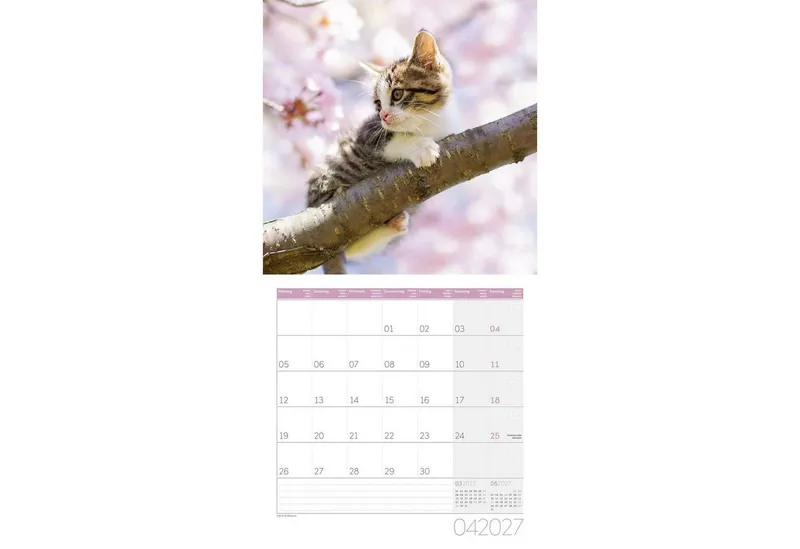 Ackermann Wandkalender Katzen Kalender 2027 - 30x30 - Art12 – Produktbild 4 von 4