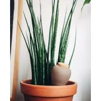 Pepin Pepin Wasserspender Olla aus Ton, Rosarote streifen, – Produktbild 1 von 1