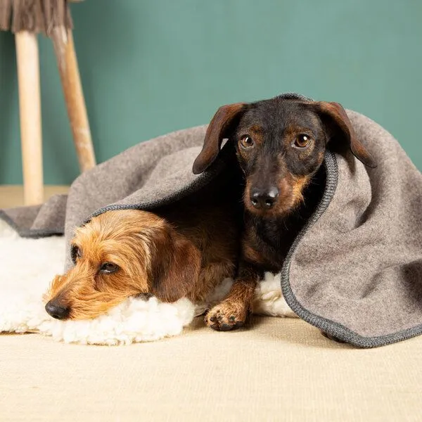 nahtur-design nahtur-design Hundedecke | 100% Schurwolle | natürliche Wärme, Braun_01, – Produktbild 3 von 4