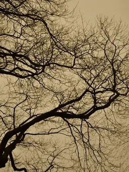Photocircle Photocircle Poster / Leinwandbild - golden houre abstract branches – Produktbild 1 von 1