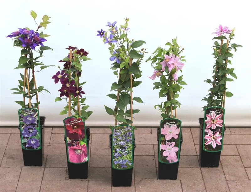 Pflanzen für Dich Kletterpflanze Clematis Hybride 'Blekitny Aniol', 1 St., Waldrebe, Clematis, blauviolett, langblühend – Produktbild 1 von 6
