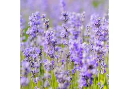 Weleda Weleda Lavendel Entspannungsöl 100 ml – Produktbild 1 von 1