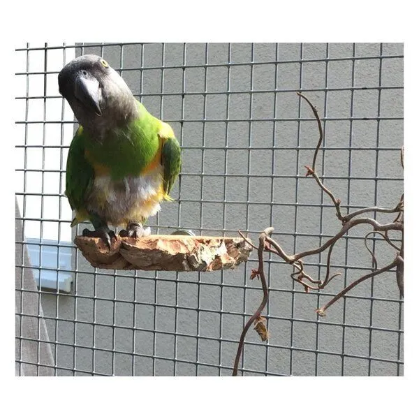 Kork-Deko Kork-Deko 3er Set Vogel-Sitzbrettchen aus Naturkork-Rinde – Produktbild 6 von 6