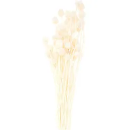 Rico Design Rico Design Getrocknete japanische Karde natur 60-75cm 50g – Produktbild 1 von 1