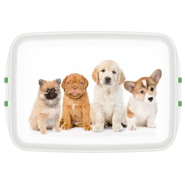 Biodora Biodora Bio-Lunchbox (0,8 L) – Verschiedene Designs – Biokunststoff auf Stärkebasis – Made in EU – Produktbild 5 von 8