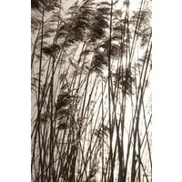 Photocircle Photocircle Poster / Leinwandbild - grasses in the golden SUNSET – Produktbild 1 von 1