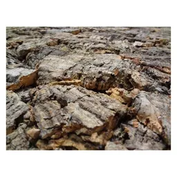 Kork-Deko Kork-Deko 129,89 EUR/qm Korkrückwand Forest 60 x 30 cm (Rückwand Terrarium), 3D Kork-Rückwand 600 x 300 mm – Produktbild 1 von 1