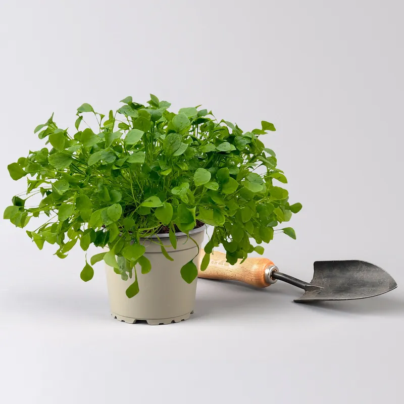 Kölle Bio Kölle Bio Bio Winterportulak, 12 cm Topf, Weiß, – Produktbild 1 von 1