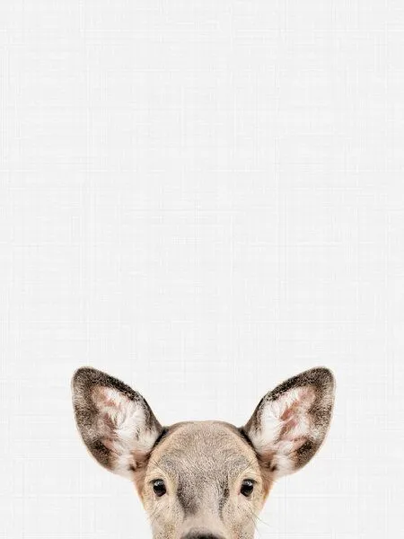 Photocircle Photocircle Poster / Leinwandbild - Doe – Produktbild 1 von 4