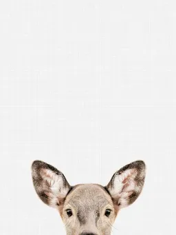 Photocircle Photocircle Poster / Leinwandbild - Doe – Produktbild 1 von 1