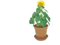 Bio Sonnenblumen im Easy Wachstumstopf – Produktbild 1 von 1