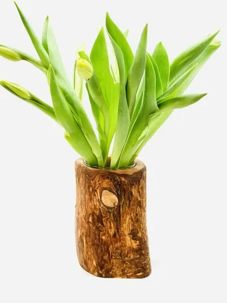 Olivenholz erleben Olivenholz erleben Vase Valentina aus Olivenholz – Produktbild 1 von 3