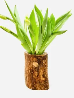 Olivenholz erleben Olivenholz erleben Vase Valentina aus Olivenholz – Produktbild 1 von 1